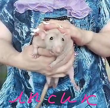 Кемирүүчүлөр: Питомник крыс Rat Haus Love . Предлагает пару молодых крыс . Мальчик — 1