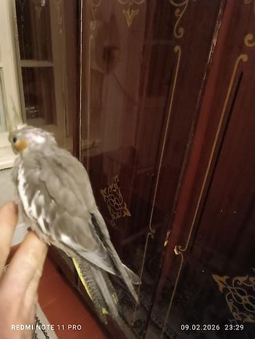 Tutuquşları: Təzə yemə düşmüş 39 günlük korela balası Sağlamdır öz quşlarımın — 3