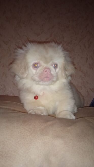 İtlər: Pekines, 3 ay, Dişi, Ünvandan götürmə