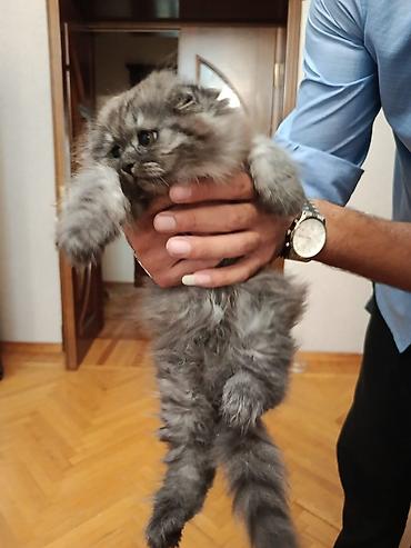 bala ordek: Şotland yastı qulaq — 6