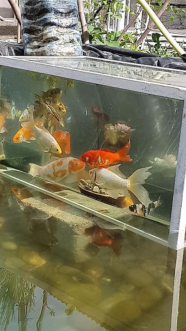 Рыбы: Рыба карп кои японские декоративный разне цветле размер7-10см до 35см — 3