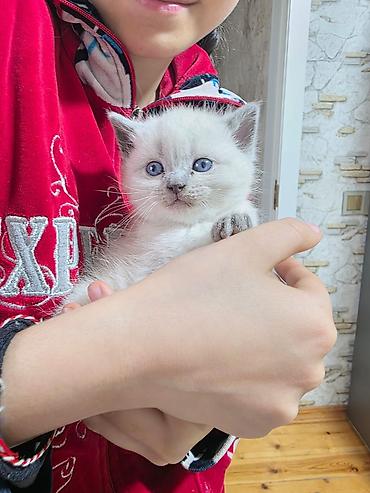 Pişiklər: Britan — 10