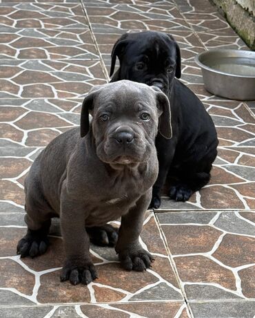 İtlər: Kane-Korso — 15