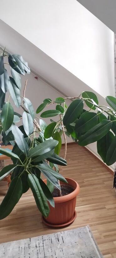 диффенбахия растения: Шикарный фикус, высота 1м 80 см