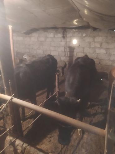 Dana, buzov: Satılır: Qara rəngli danalar - Növ: iri buynuzlu heyvan (dana) - -da lalafo.az — 8 Dana, buzov: Satılır: Qara rəngli danalar - Növ: iri buynuzlu heyvan (dana) - — 8