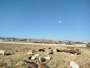 simmental ineklerin satisi: Erkək, il: 2, 20 kq, Damazlıq, Ünvandan götürmə