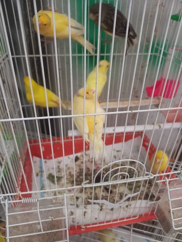 ağ pişik şəkilləri: Sarı kanareyalar – qəfəsdə saxlanılan, canlı və rəngarəng dekorativ