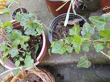 seme jagode: Zimzeleni bršljan (Hedera helix) u saksijama - Ukrasna — 1