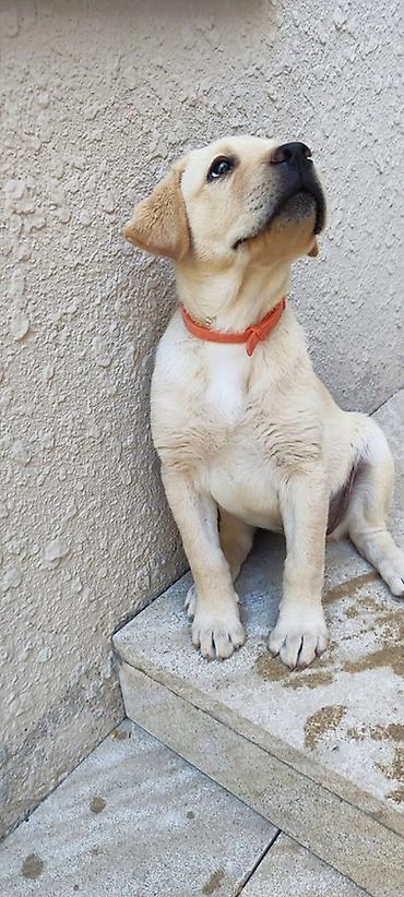 dişi labrador: Labrador-retriver, 3 ay, Dişi, Ünvandan götürmə — 3