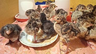 Heyvanlar: 🥚 Damazlıq yumurta 2.50 🐥 Sağlam və aktiv balalar 7.50 manat ✅ Güclü — 8