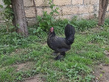 qoyun satis: Diqqətlə oxu.yaponka satılır üç ədəd ikisi yumurtayir bir eded 4ayliq — 7