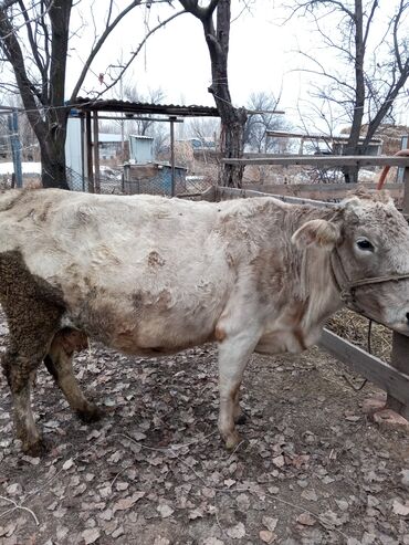 молочные породы коров в кыргызстане: Продаю | Корова (самка) | Для разведения | Племенные