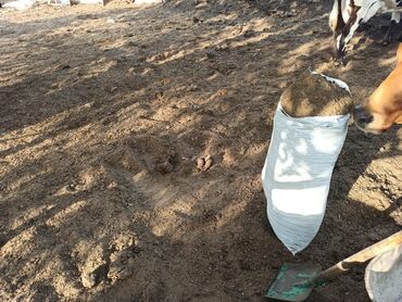 Peyin: Toz halinda mal peyini - kisesi 2,60 q. ( boyuk kepek kisesinde) — 14