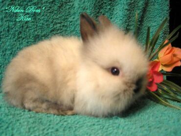 Dovşanlar: Ev dovşanı balaları satılır. Karlik(cırtdan) cinsi. Sağlam və — 17