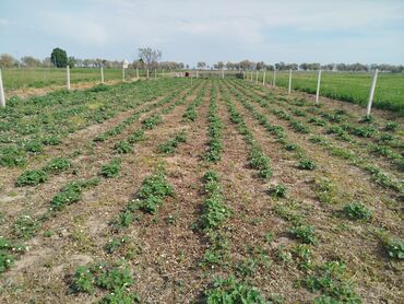 сникерс большой цена бишкек: Сдаю землю в аренду Малина и Клубника 50соток на следующий год