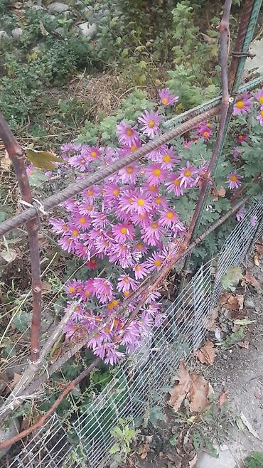 Гортензия: Гортензия БЕЛАЯ садовая. Крупные БЕЛЫЕ шары с футбольный мяч — 11