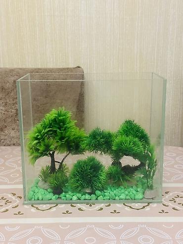 Akvarium aksesuar və ləvazimatları: Akvarium dekorları ilə birlikdə — 1