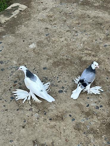 ag goyərcin: Cüt baladılar sağlam heyvanlardı ağ olan tayı erkək göy olan tayı — 1
