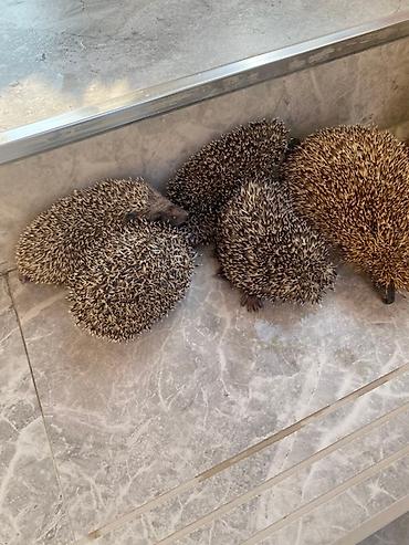 100 l akvarium: Sizin də bağ evinizin ilanlardan qorunmasına ehtiyyac varsa bizimlə — 5