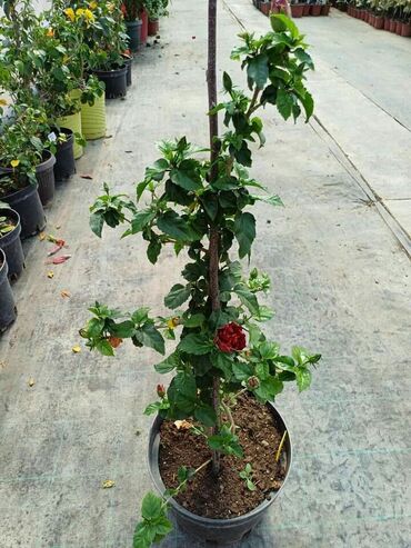 Ostale kućne biljke: Hibiskus vise boja po super ceni na lalafo.rs — 6 Ostale kućne biljke: Hibiskus vise boja po super ceni — 6