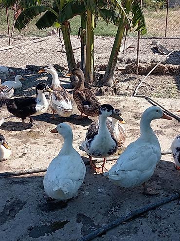brama toyuqlari satisi: Ağ pekin ördekleri satılır 10azn Əsil ətlikdirlər Sort ördeyler — 4