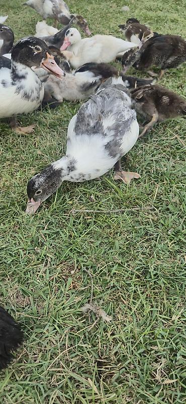 ordəy balası: Muscovy (indoutka) ördək balaları - Cins: Muscovy/indo ördək - Yaş — 4