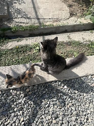Продажа кошек: Мейн-кун, 3 месяца, Мальчик, Приучена к лотку, Проглистована — 2