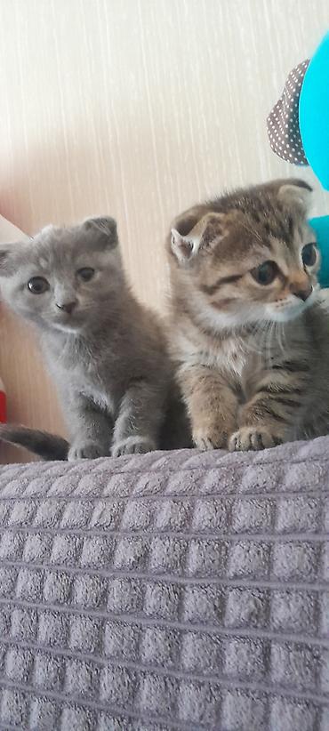 scottish fold satilir: Şotland, Dişi, Erkək, Yaxşı əllərə, Ödənişli çatdırılma, Ünvandan götürmə — 5