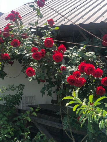 Həyət evləri və villaların satışı: 3 otaqlı, 100 kv. m, Kredit yoxdur, Yeni təmirli — 16