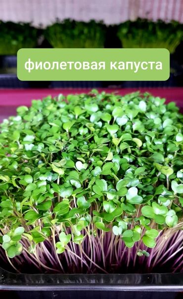 Здоровое питание: Продается вкусная красивая и очень полезная микрозелень в большом — 6
