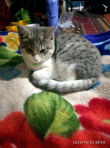 кошки в токмоке: Кошка даром: Беспородная, 2 месяца, Мальчик, Метис — 1
