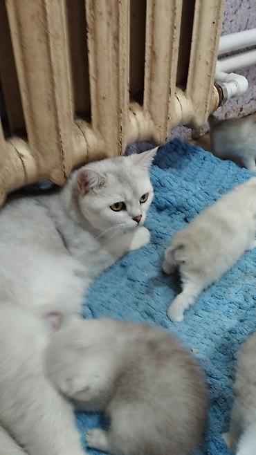 купить рыбу клоуна: Продаю котят породы Шотландские скоттиш страйт. В дорогом окрасе — 8
