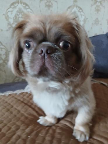 pulsuz it: Pekines — 1
