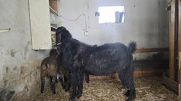 keci heyvan: Hələb keçisi təmiz qan.Çox iri heyvandır həmdə çox aktivdir.Diri — 2