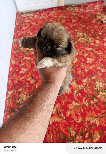 İtlər: Pekines — 3