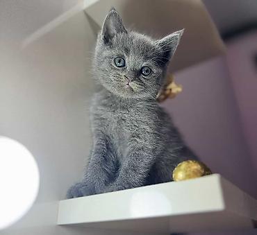 Pişiklər: Britan — 8