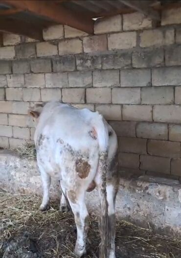 Коровы, быки: Məhsul: Ağ rəngli, ləkəli erkək dana/öküz Təsvir: - Ağ əsas rəngdə