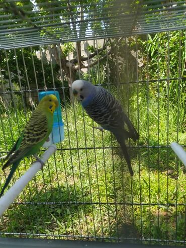 птицы попугаи: Попугайлар сатылат озум багып жургон 2 тугойлор клеткасы уясы корм