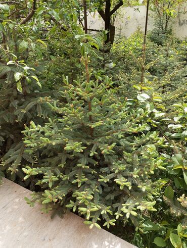 Digər bitkilər: Hərkəsə salam😀 Quba ərazisində krimlovski şam ağaclarının topdan və — 7