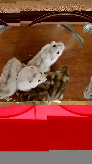 купить хорька в баку: Cunqariklər ələ öyrəşiblər sağlamdılar Zoo maqazin deyil özüm — 5