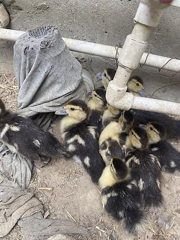 ördək satışı: Salam sağlam lal ördək balaları satılır tam sağlam heyvanlardı ördək — 3