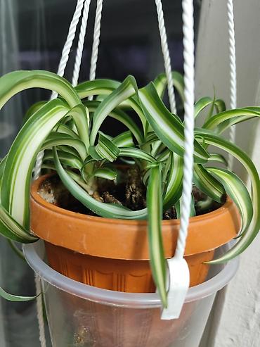 Хлорофитумы: Цветы от 150 сом, комнатные адаптированые. Алоэ Вера детки, Алоэ — 4