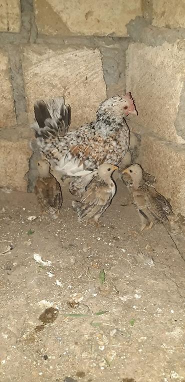 qus yarim tip: Məhsul: Yaponka cücələri Təsvir: - Tam qan “Yaponka” (Bantam) — 2