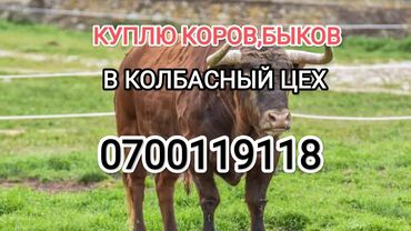 продаю кота: Куплю | Коровы, быки, Лошади, кони | Любое состояние, Самовывоз, Забитый