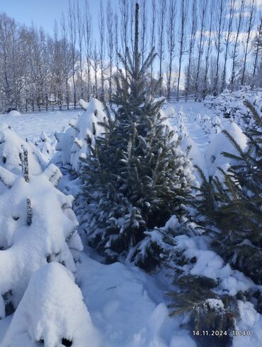 Декоративные деревья: Саженцы деревьев: Ели, Бесплатная доставка — 7