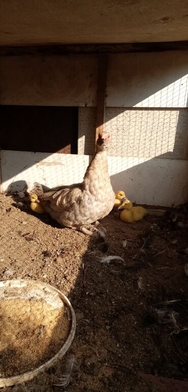 mirvari ordək: Erkək, | Lal ördək, Damazlıq, Ünvandan götürmə