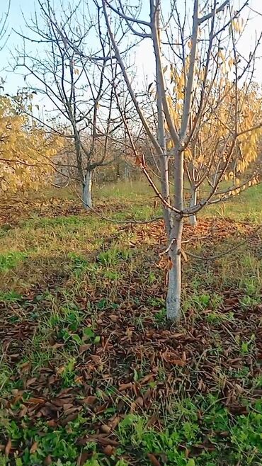 Torpaq sahələrinin satışı: 6 sot, Kənd təsərrüfatı, Makler, Kupça (Çıxarış) — 1