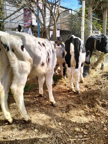 simmental ineklerin satisi: Erkək, il: 4, Damazlıq, Ətlik