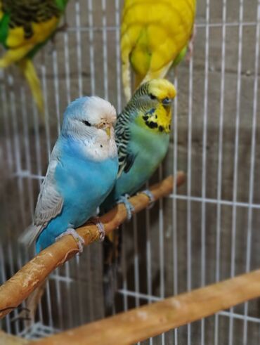 Tutuquşları: Salam 2ayliq çexlər və hazır çexlər satılır. Rəngləri çox gözəldi və — 11