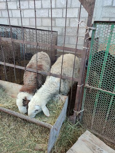 Бараны, овцы: Продаю | Ягненок | Гиссарская | Для разведения